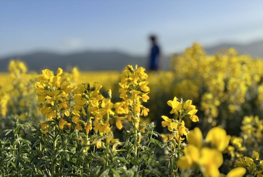 Konya’nın kuruyan gölünü altın sarısı renklendirdi 5